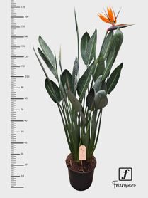 Strelitzia Regin Bl 3+ Xl