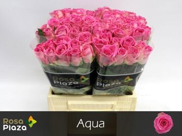 R Gr Aqua!