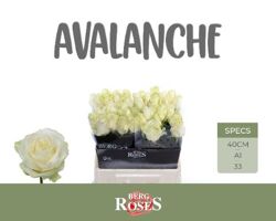R Gr Avalanche+