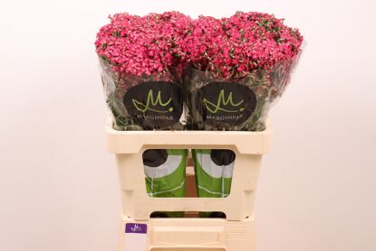 Achil Neongl Fuchsia