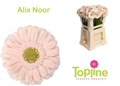 Ge Mi Alix-noor