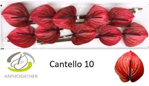 Anth A Cantello