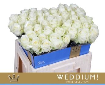 R Gr Avalanche Bernhard X40