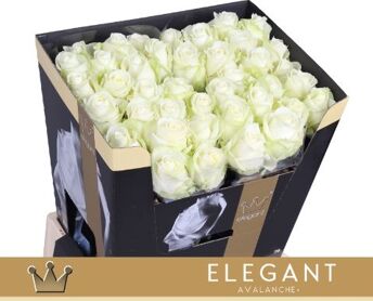 R Gr Avalanche Bernhard