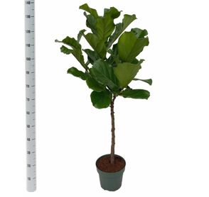 Ficus Lyrata Stam