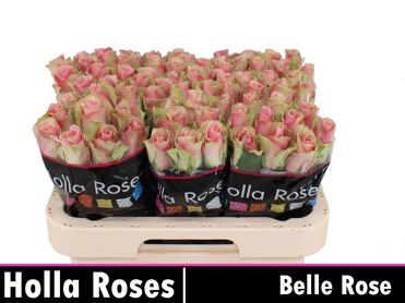 R Gr Belle Rose