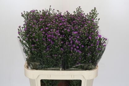 Ast Astee M Baby Pin