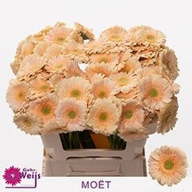 Ge Mi Moet