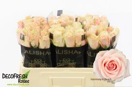 R Gr Harmony Peach