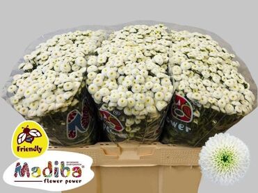 Chr S Mad Lumie Whit