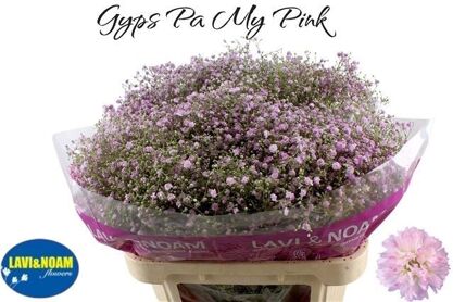 Gyps Pa My Pink