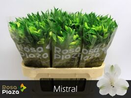 Alstr Mistral Ethiopie