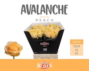 R Gr Avalanche Peach