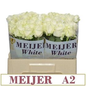 R Gr Avalanche Meijer A 2 X 50