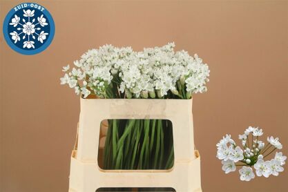 Allium Flocon
