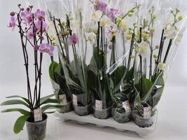 Phal Gemengd 3 Tak