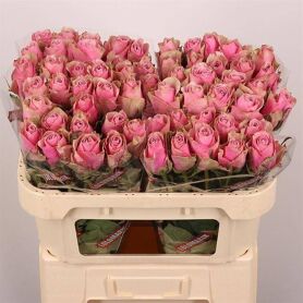 R Gr Athena Royale Extra