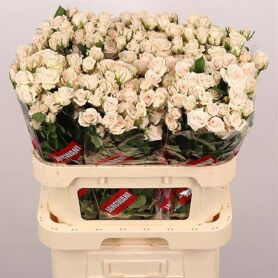 R Tr Royal Porcelina