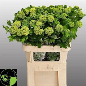 Viburnum Roseum St 4