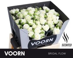 R Tr Bridal Flow