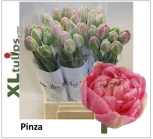 Tu Frankrijk Du Pinza