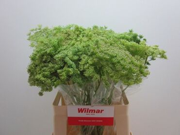 Ammi Vis Green Mist