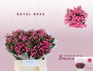 Bou En Roza