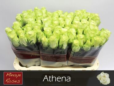 R Gr Athena