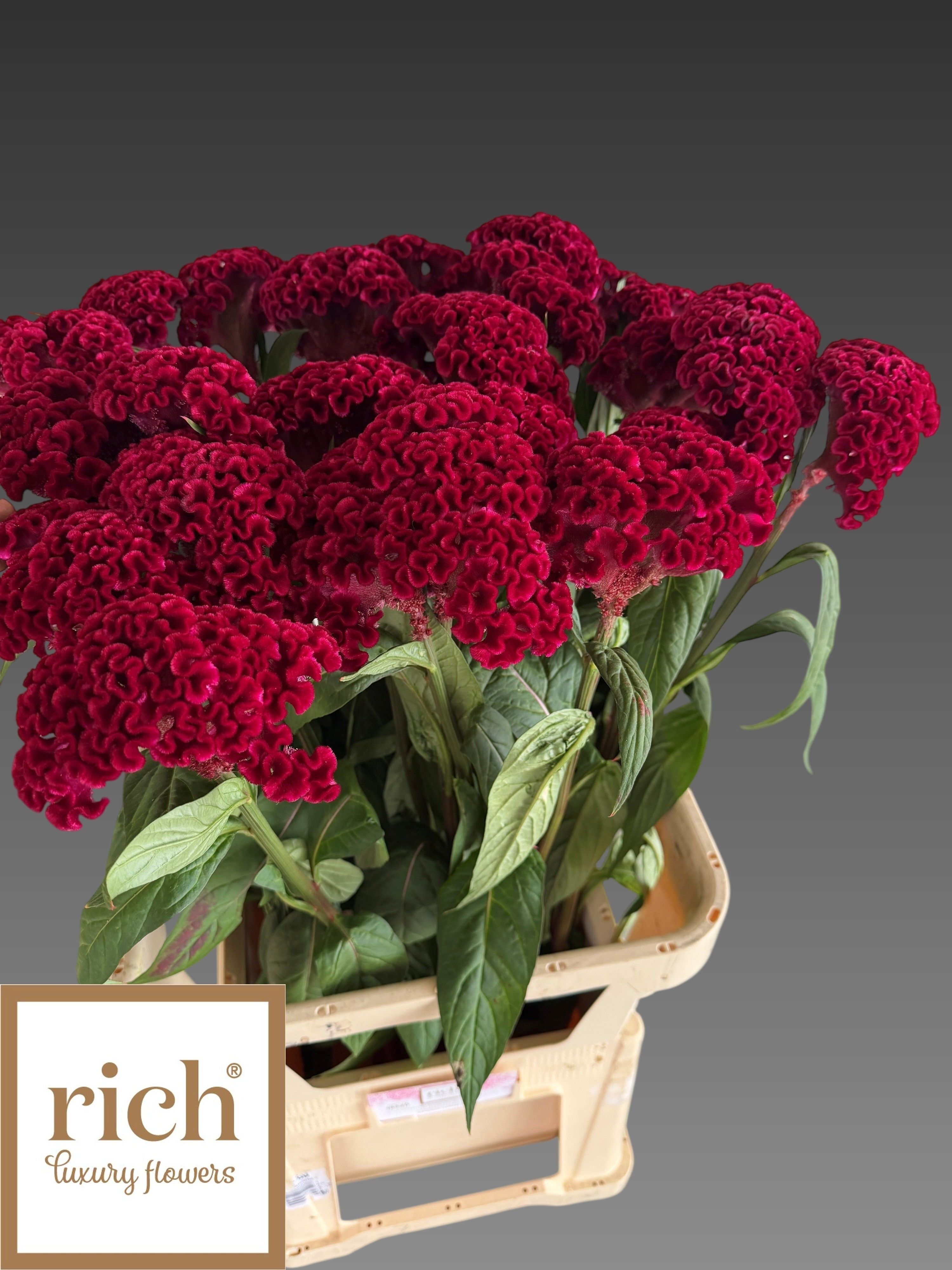 Cel C Merlot Magic