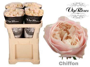 R Gr Vip Chiffon