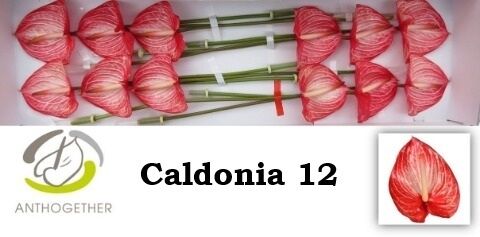 Anth A Caldonia