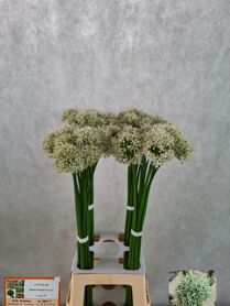 Allium Mount Everest