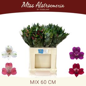 Alstr Gem In Fust Kort