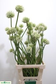 Allium Mount Everest Artistiek