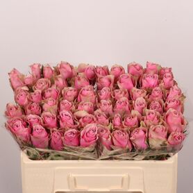 R Gr Athena Royale Extra