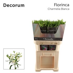 Alstr Fl Charmelia Blanca