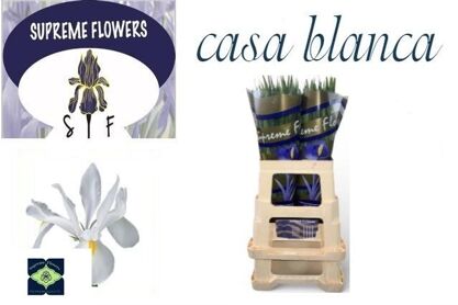 Iris Casablanca