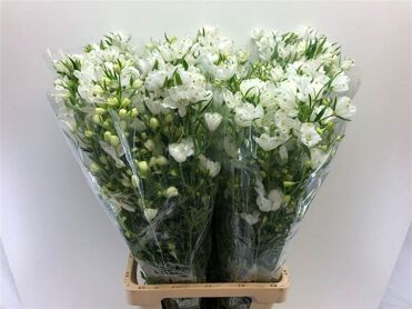 Delph En M Sil White