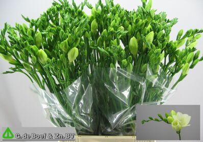 Fr En White Serenade