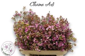 Chame Adi