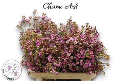 Chame Adi