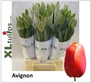 Tu Frankrijk En Avignon