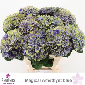 Hydr M Mag Amethyst Blue