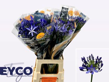 Agap Eyfori Blue
