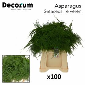 Asp Setac 1e Veren 45cm