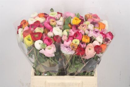 Ran Elegance Gem In Bos