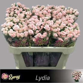 R Tr Lydia