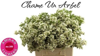 Chame Un Arbel
