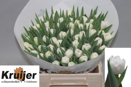 Tulipa 'maiko San'