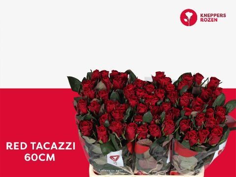 R Gr Red Tacazzi+